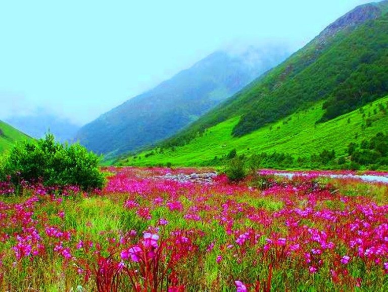 Valley of Flowers Valley